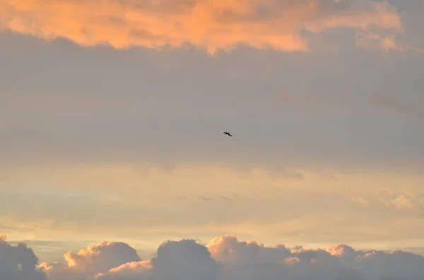 Bewölkt Küste Sonnenuntergang Mit Vögeln Bunte Pastell Über Ozean Hochwertiges — Stockfoto