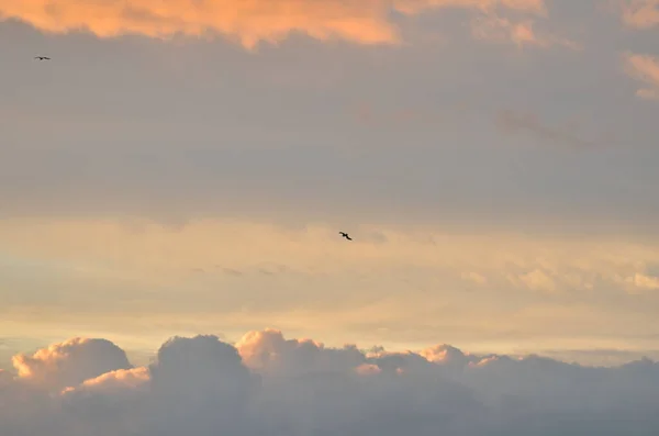Bewölkt Küste Sonnenuntergang Mit Vögeln Bunte Pastell Über Ozean Hochwertiges — Stockfoto