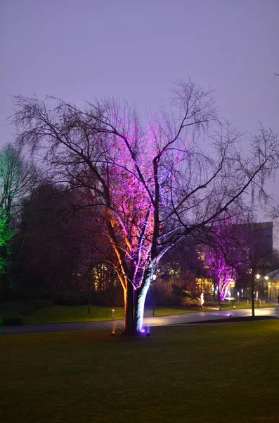 Iluminowane Drzewo Pink Iluminatynie Festiwal Essen Gruga Wysokiej Jakości Zdjęcie — Zdjęcie stockowe