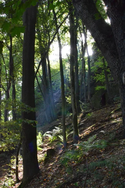 Pfaelzer Waldのクリアリングは 森林夏の太陽光線を緩和します 高品質の写真 — ストック写真