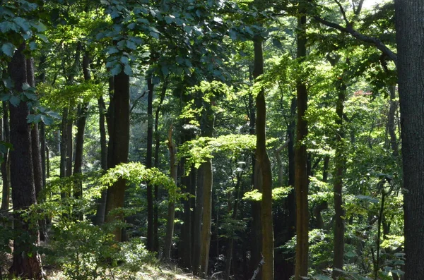 Klaring Pfaelzer Wald Palts Forest Summer Sun Rays Hoge Kwaliteit — Stockfoto
