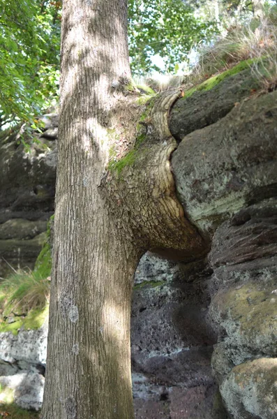 木は岩Pfaelzer Waldの周りに成長します 高品質の写真 — ストック写真