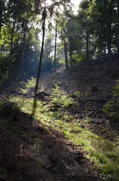 Compensação Pfaelzer Wald Palatinado Floresta Verão Sol Raios Foto Alta — Fotografia de Stock