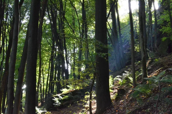 Rensning Pfaelzer Wald Palatinat Forest Summer Sun Strålar Högkvalitativt Foto — Stockfoto