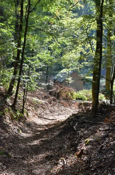 Klaring Pfaelzer Wald Palts Forest Summer Sun Rays Hoge Kwaliteit — Stockfoto