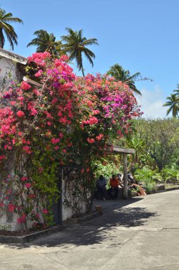 bougainvillea ve Palms Blue Sky Grenada Karayip Yeşil Adası. Yüksek kalite fotoğraf