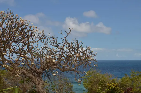 Grenada manzarası Karayipler Yeşil Ada Ormanı doğası. Yüksek kalite fotoğraf