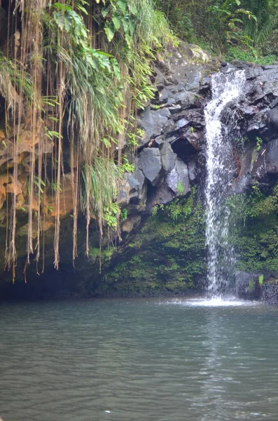 Annandale Falls Grenada Karayipleri Yeşil Ada Ormanı. Yüksek kalite fotoğraf