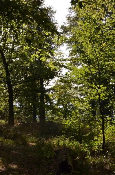 Compensação Pfaelzer Wald Palatinado Floresta Verão Sol Raios Foto Alta — Fotografia de Stock