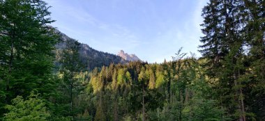 Platin kaplı Orman Pfalz Kaya Yazı Manzara Ormanı 'na tırmanıyor. Yüksek kalite fotoğraf