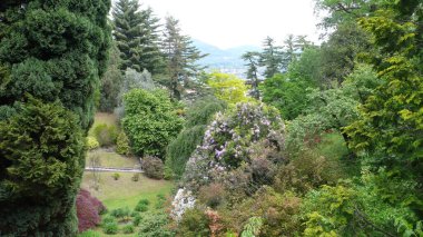 İtalya Çimen Çim Ağacı 'ndaki mükemmel biçilmiş Bahçe. Yüksek kalite fotoğraf