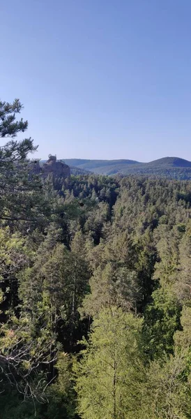 Πλατινωμένο Δάσος Pfalz Αναρρίχηση Θέα Δάσος Καλοκαίρι Υψηλής Ποιότητας Φωτογραφία — Φωτογραφία Αρχείου