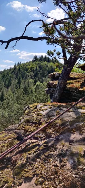 Platinado Bosque Pfalz Escalada Roca Vistas Bosque Verano Foto Alta — Foto de Stock