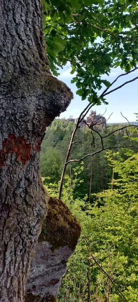 Platinado Bosque Pfalz Escalada Roca Vistas Bosque Verano Foto Alta —  Fotos de Stock