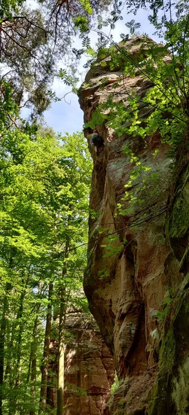 プランテーション森林Pfalzロッククライミングビュー森の夏 高品質の写真 — ストック写真