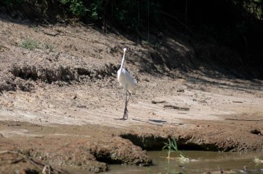 Beni Nehri 'ndeki Bolivya' da yürüyen beyaz turna kuşu. Yüksek kalite fotoğraf