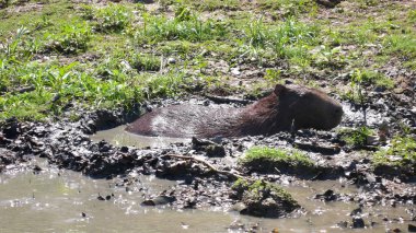 Capibara Bolivya kirli suda banyo yapıyor. Yüksek kalite fotoğraf