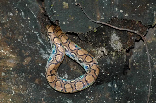 Colorata Snake Boa Nella Giungla Boliviana Wild Foto Alta Qualità — Foto Stock
