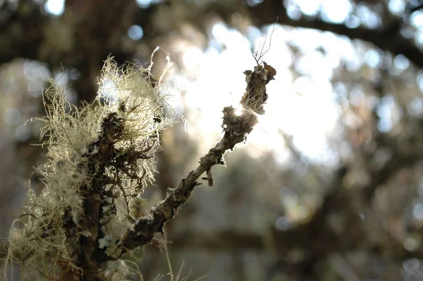 Lichen Tree Hermosa Macro Contraste Luz Foto Alta Calidad — Foto de Stock