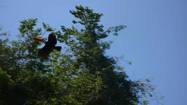 野生のツワン鳥ベニ川ボリビアを飛んでいます 高品質の写真 — ストック写真