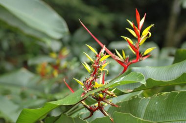 Güzel Heliconia Çiçeği Kapalı Kırmızı Sarı Yeşil. Yüksek kalite fotoğraf