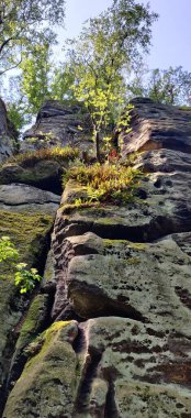 Swizerland Saechsische Schweiz orman yürüyüşüne tırmanıyorum. Yüksek kalite fotoğraf