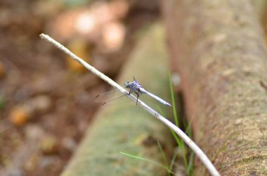 Mavi bir ejderha sineği, Namibya Afrika Platycnemis pennipes sopası üzerinde dinleniyor. Yüksek kalite fotoğraf