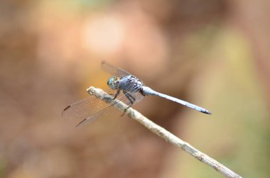 Mavi bir ejderha sineği, Namibya Afrika Platycnemis pennipes sopası üzerinde dinleniyor. Yüksek kalite fotoğraf