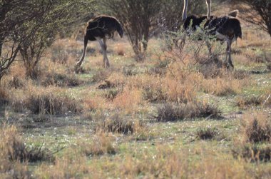 Namibya Afrika 'daki vahşi devekuşu safarisi. Yüksek kalite fotoğraf
