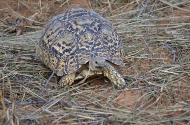 Kuru çayırda Turtel ve kum Namibya Afrika vahşi hayvanı. Yüksek kalite fotoğraf