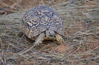 Kuru çayırda Turtel ve kum Namibya Afrika vahşi hayvanı. Yüksek kalite fotoğraf