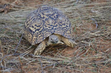 Kuru çayırda Turtel ve kum Namibya Afrika vahşi hayvanı. Yüksek kalite fotoğraf