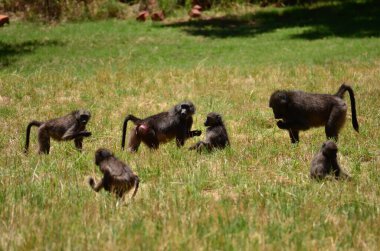 Afrika Babbon grubu yeşil çim maymunu vahşi. Yüksek kalite fotoğraf