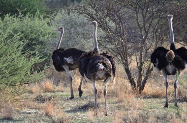 Namibya Afrika 'daki vahşi devekuşu safarisi. Yüksek kalite fotoğraf