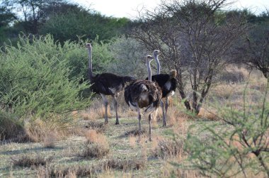 Namibya Afrika 'daki vahşi devekuşu safarisi. Yüksek kalite fotoğraf