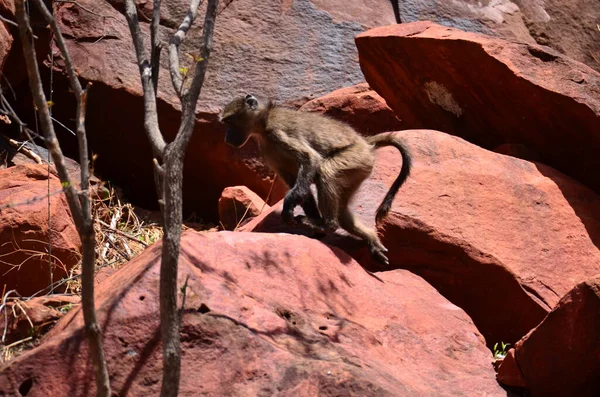 stock image African baboon monkey ape wild red sand and stones. High quality photo