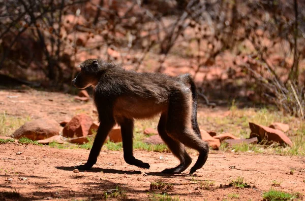 Scimmia Babbuino Africano Scimmia Selvaggia Sabbia Rossa Pietre Foto Alta — Foto Stock