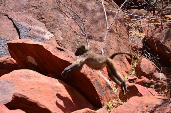 stock image African baboon monkey ape wild red sand and stones. High quality photo