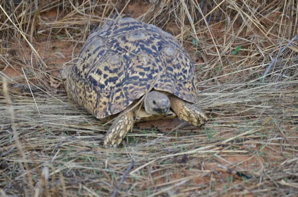 Turtel Ξηρό Γρασίδι Και Άμμο Ναμίμπια Afrika Άγρια Ζώα Υψηλής — Φωτογραφία Αρχείου