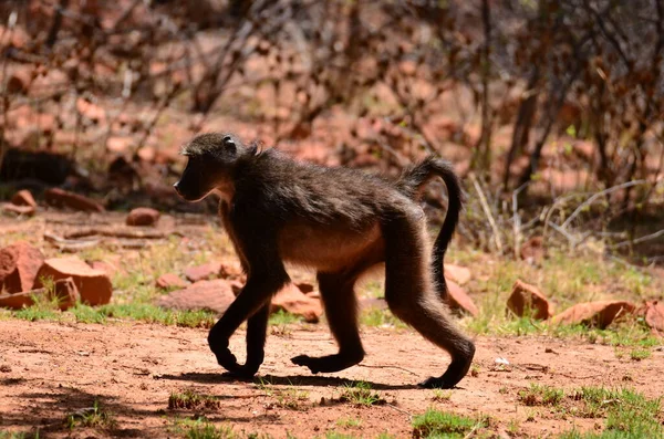 stock image African baboon monkey ape wild red sand and stones. High quality photo