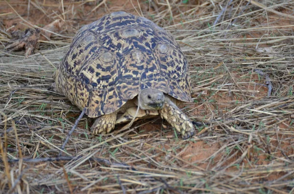 Schildkröte Trockenem Gras Und Sand Namibia Afrika Wildtier Hochwertiges Foto — Stockfoto