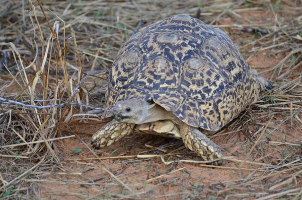Schildkröte Trockenem Gras Und Sand Namibia Afrika Wildtier Hochwertiges Foto — Stockfoto