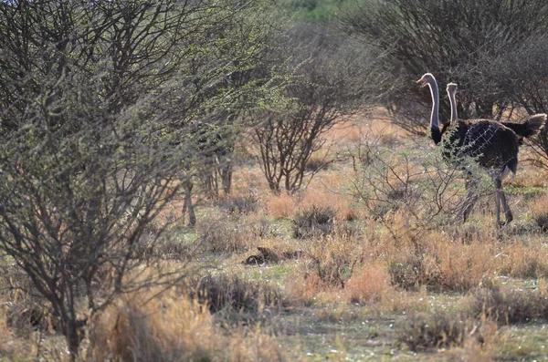 Namibya Afrika 'daki vahşi devekuşu safarisi. Yüksek kalite fotoğraf