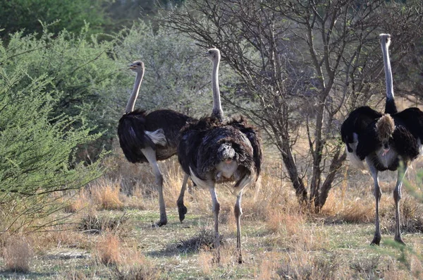 Namibya Afrika 'daki vahşi devekuşu safarisi. Yüksek kalite fotoğraf