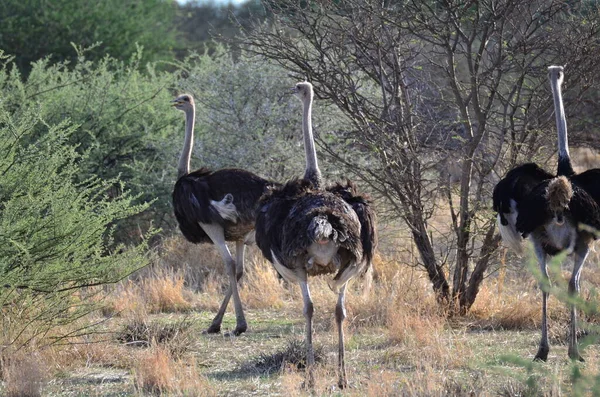 stock image wild Ostrich bird in Namibia Africa savanna safari. High quality photo