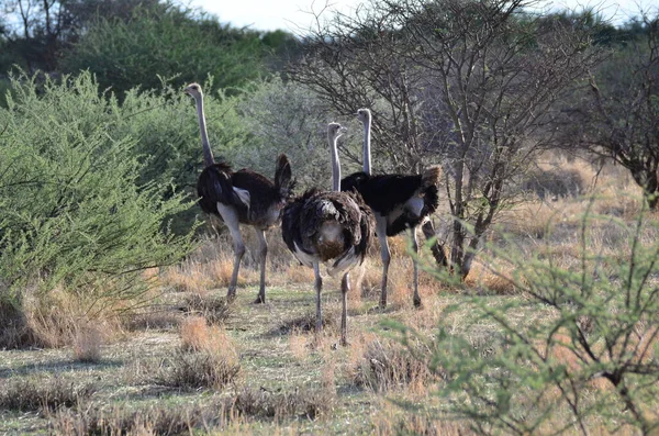 Autruche Sauvage Namibie Afrique Savane Safari Photo Haute Qualité — Photo