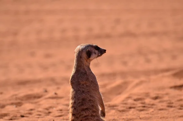 Szurikáta Kalahári Sivatagban Namíbia Vörös Homok Afrika Kiváló Minőségű Fénykép — Stock Fotó