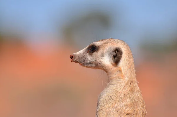 Meerkat Στην Έρημο Kalahari Ναμίμπια Κόκκινη Άμμος Αφρική Υψηλής Ποιότητας — Φωτογραφία Αρχείου
