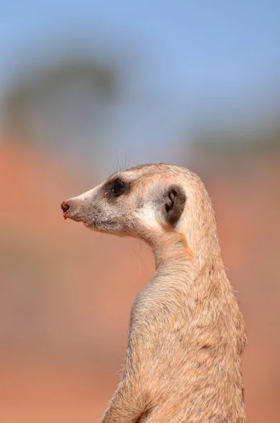 Meerkat Dans Désert Kalahari Namibie Sable Rouge Afrique Photo Haute — Photo