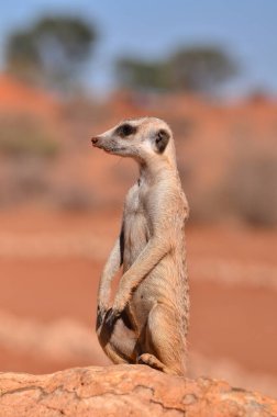 Kalahari çölündeki mirket Namibya kırmızı kum Afrika 'da. Yüksek kalite fotoğraf